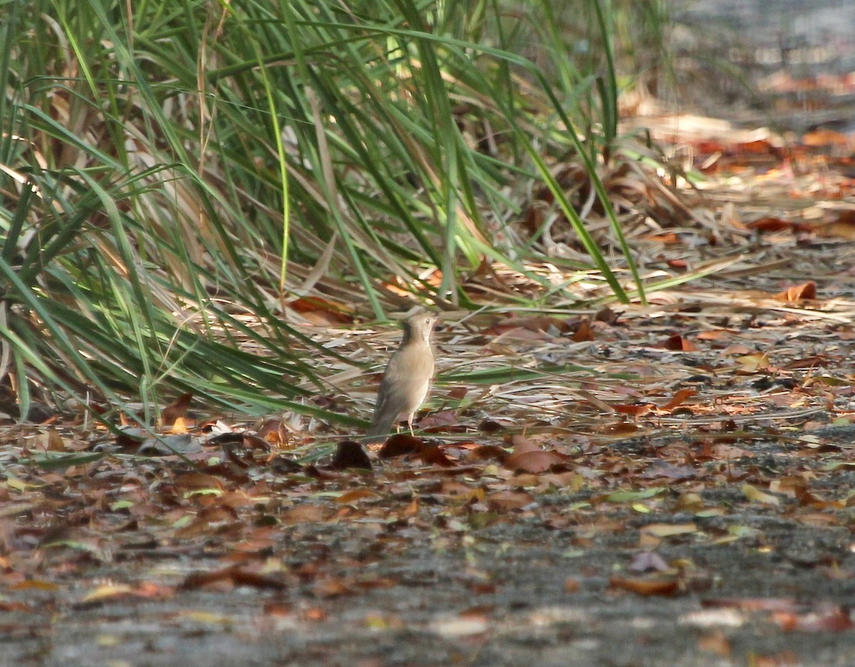 Gray-cheeked Thrush - ML629252476