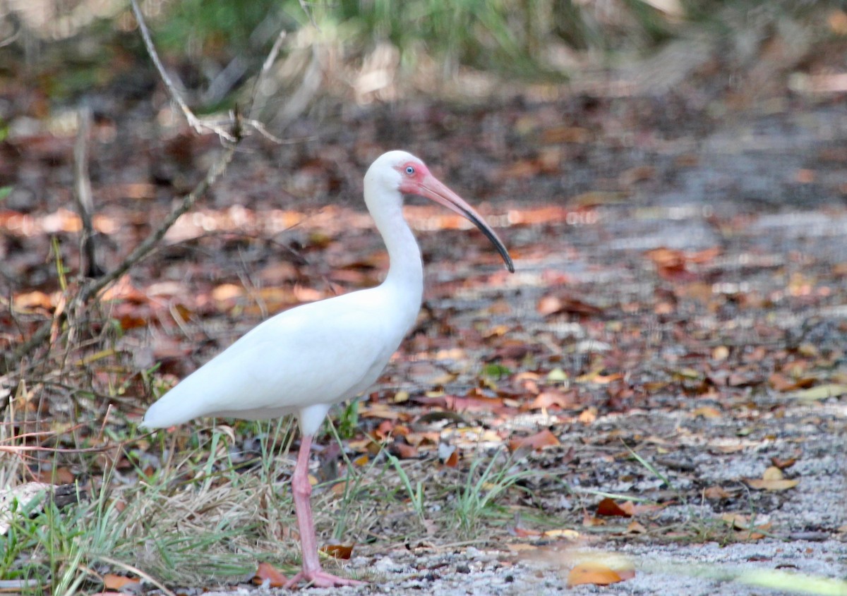 White Ibis - ML629252494