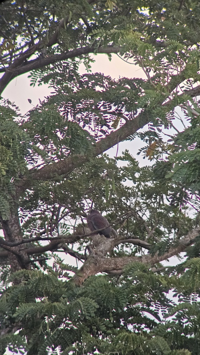 Plain Pigeon - ML629252617