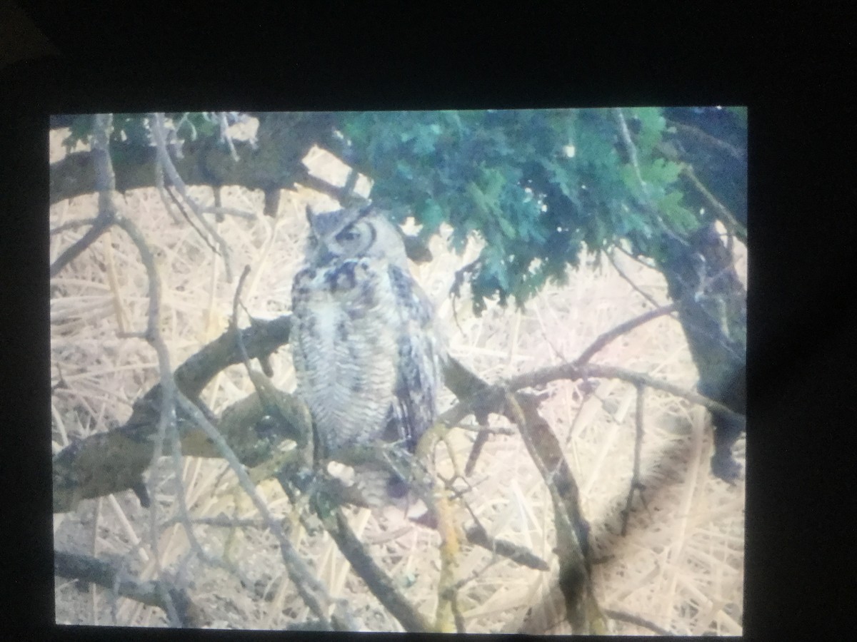 Great Horned Owl - ML62925291