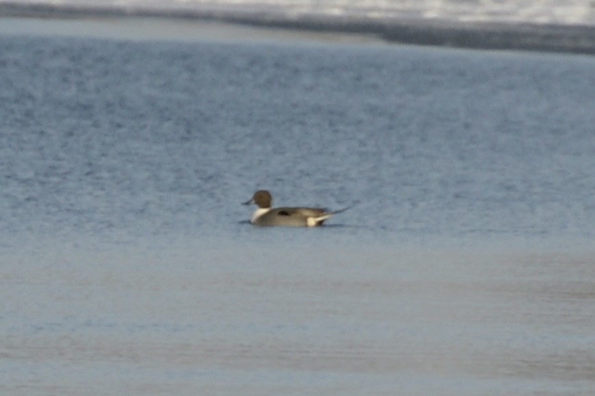 Northern Pintail - ML629252934
