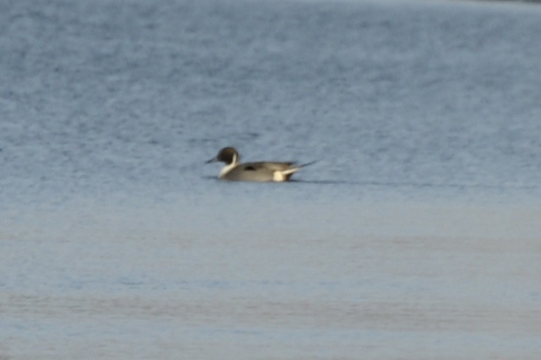 Northern Pintail - ML629252935