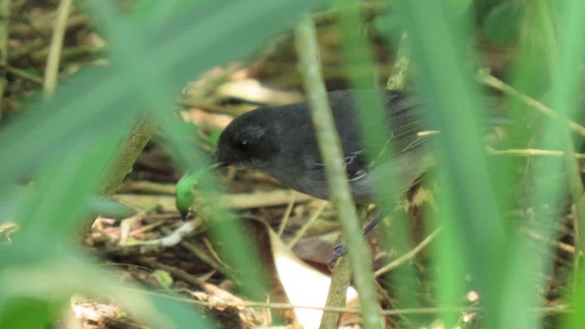Plain Antvireo - ML629252993
