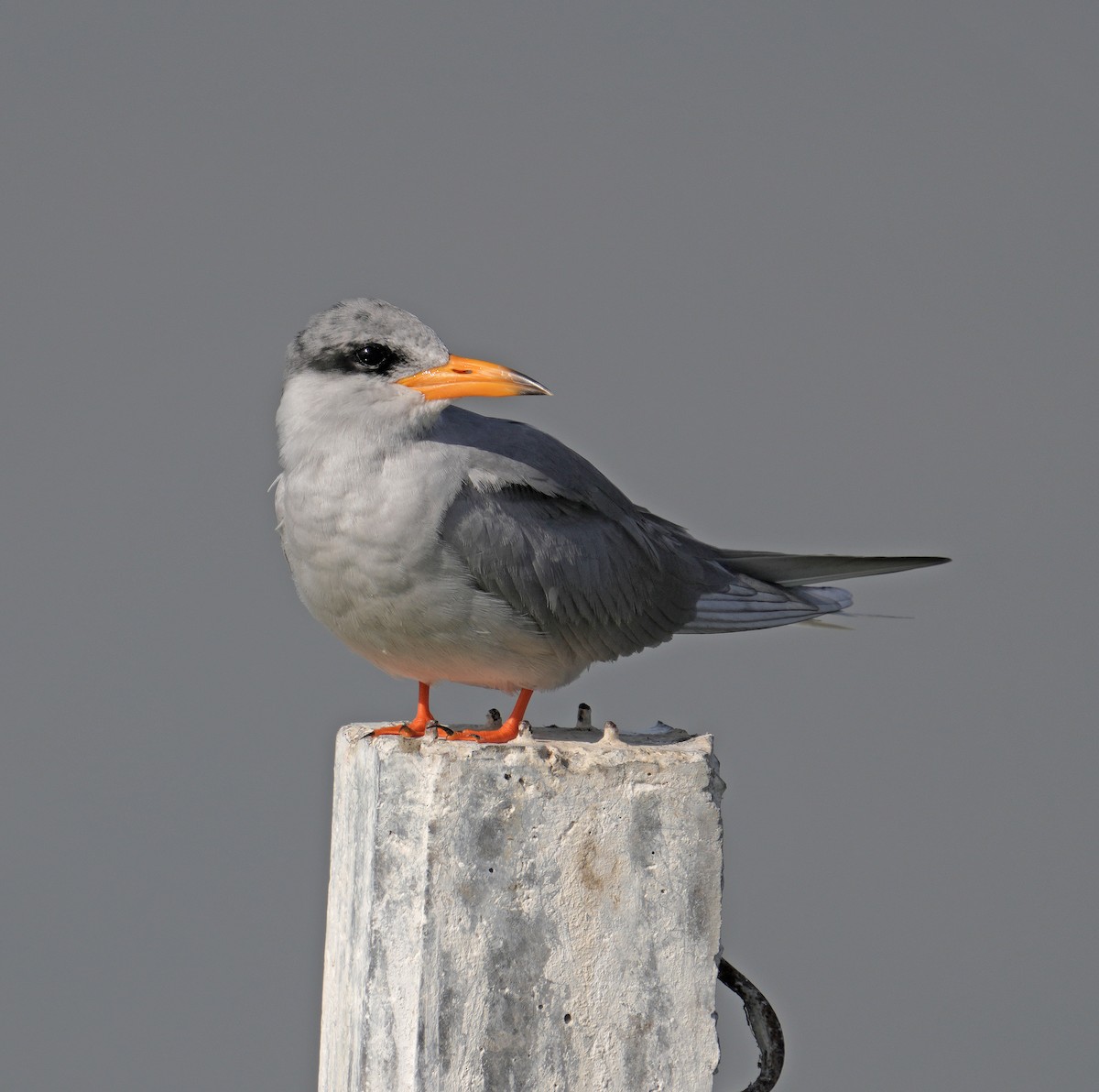 River Tern - ML629253179
