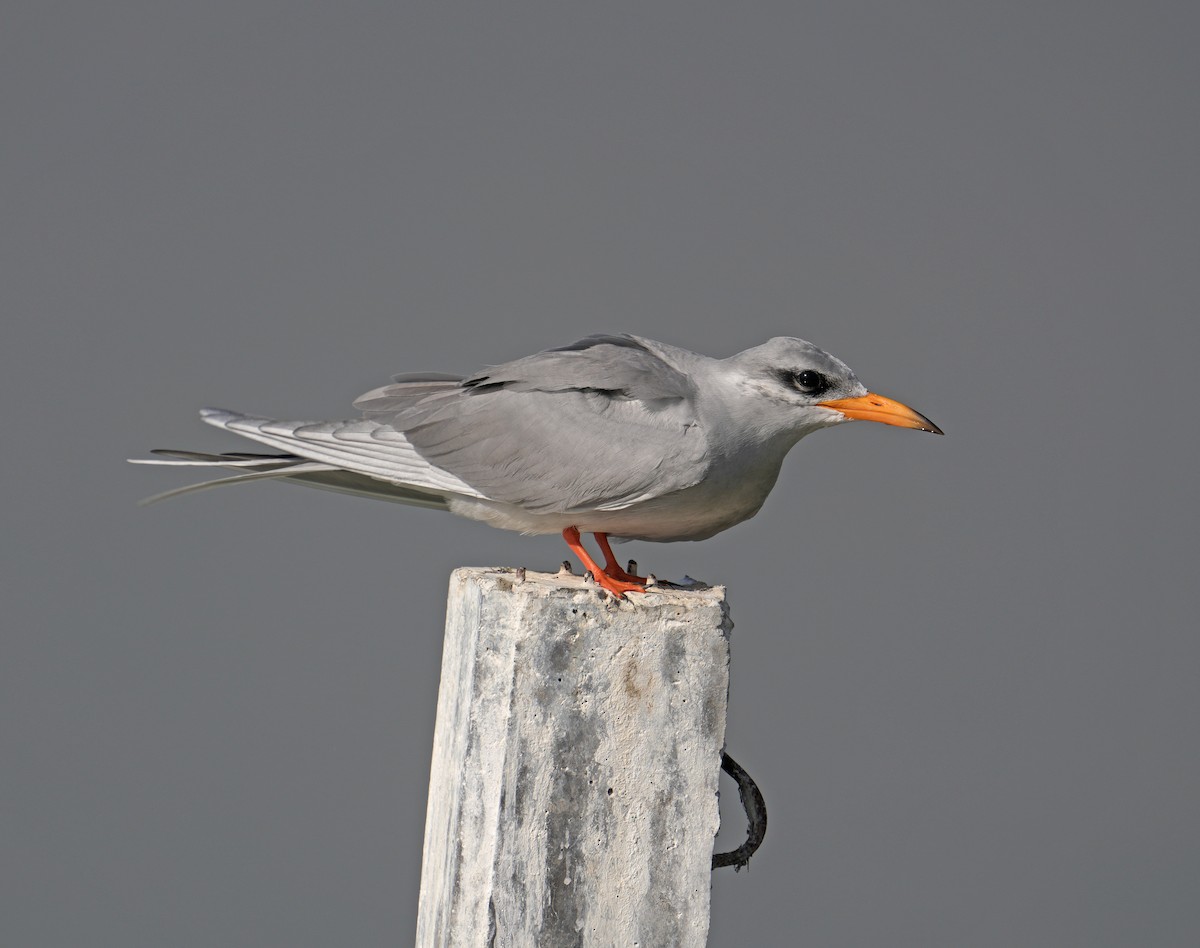 River Tern - ML629253180
