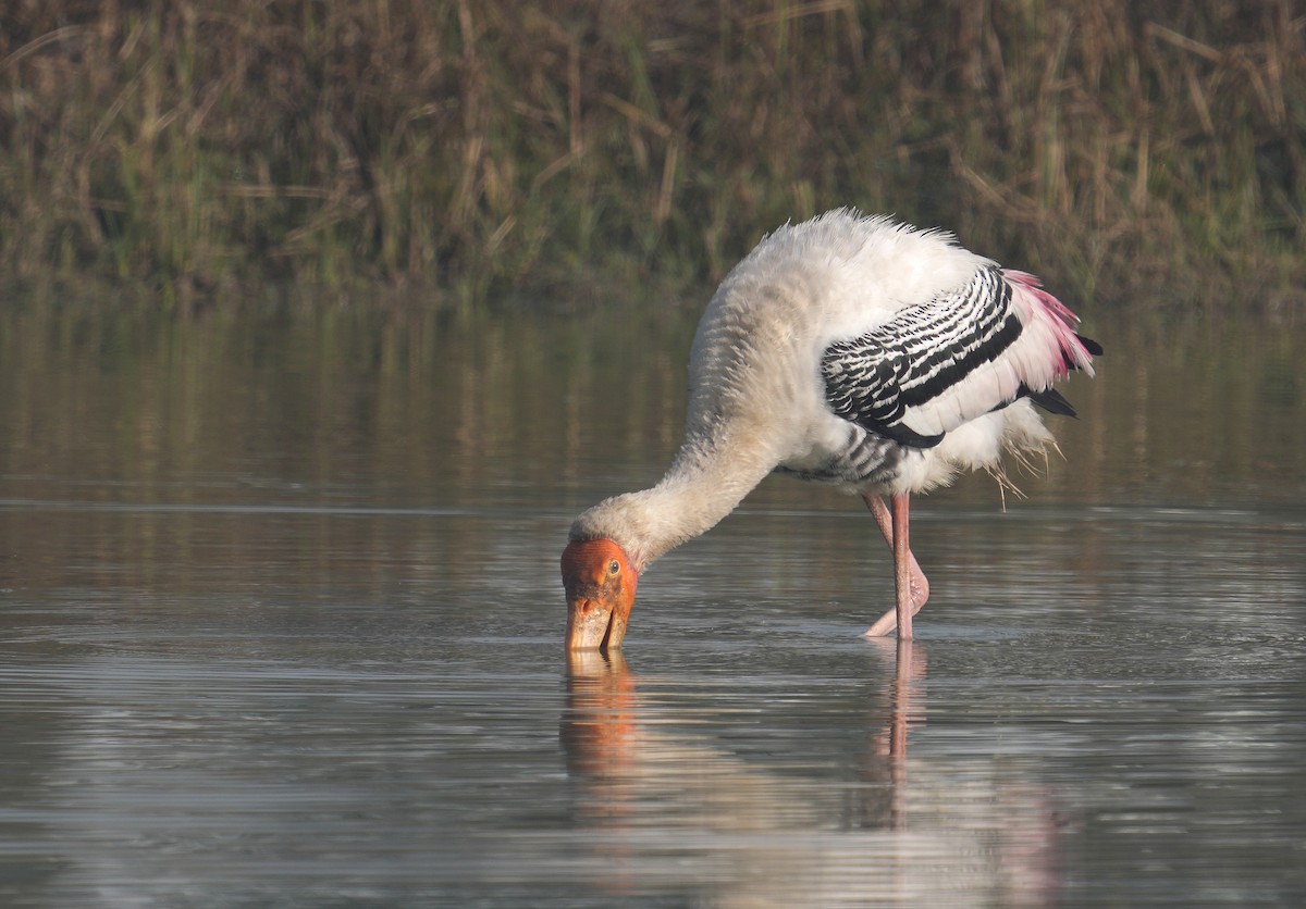 Painted Stork - ML629253193