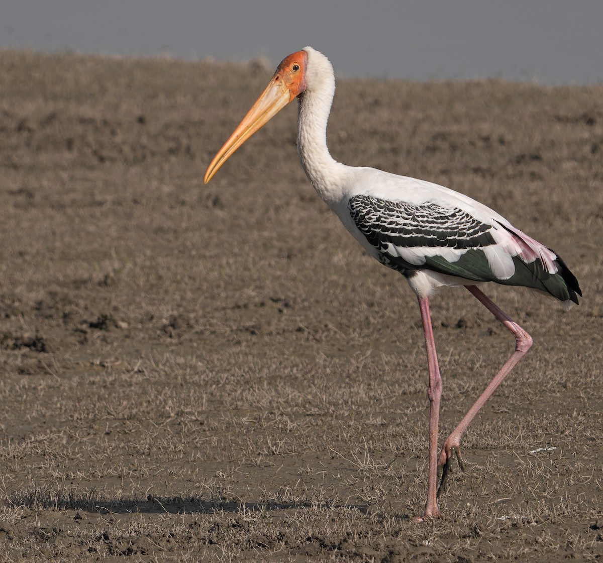 Painted Stork - ML629253195