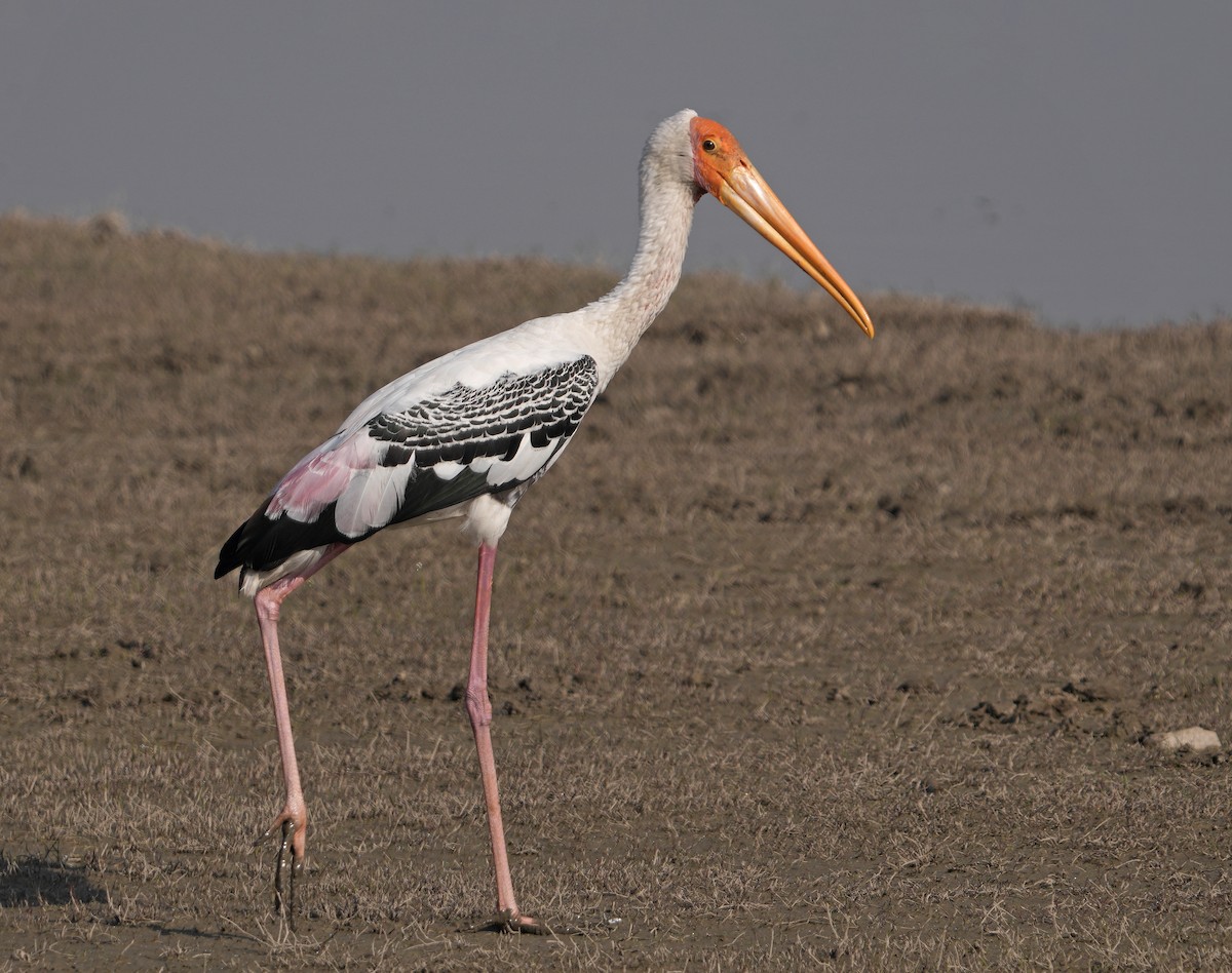 Painted Stork - ML629253196