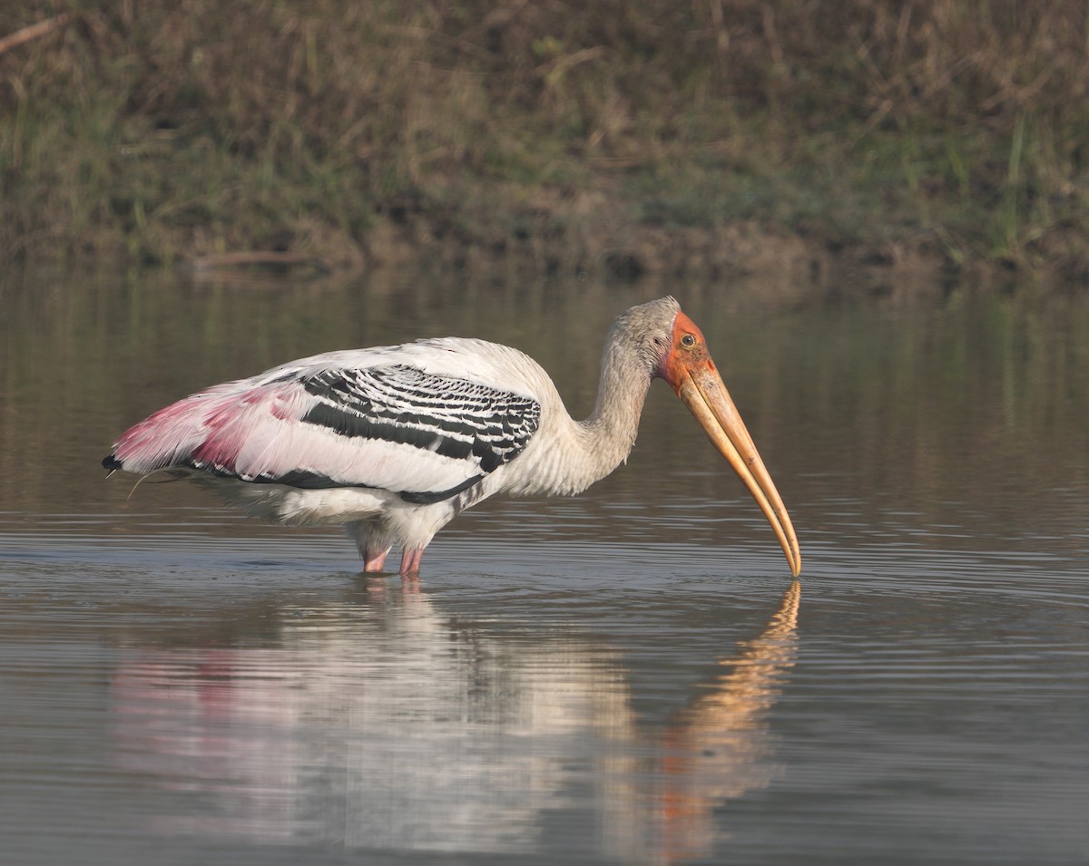 Painted Stork - ML629253197