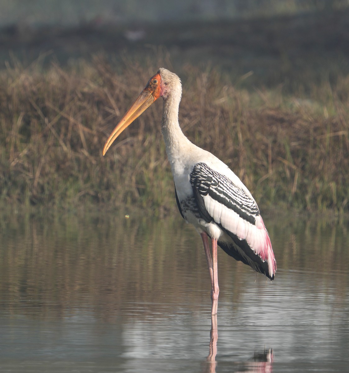 Painted Stork - ML629253199