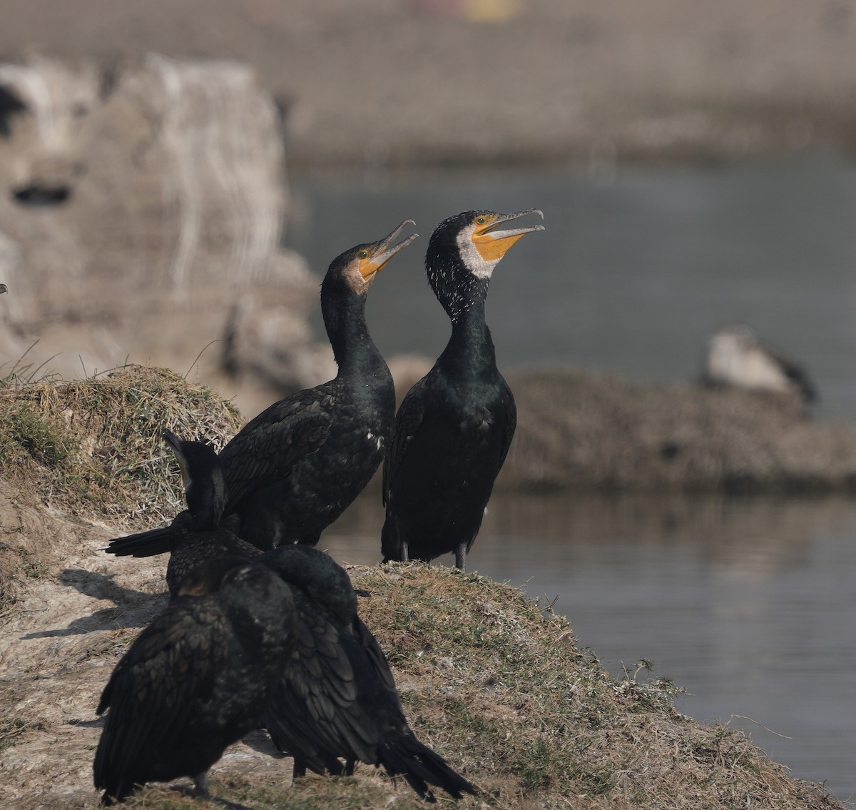 Great Cormorant - ML629253217