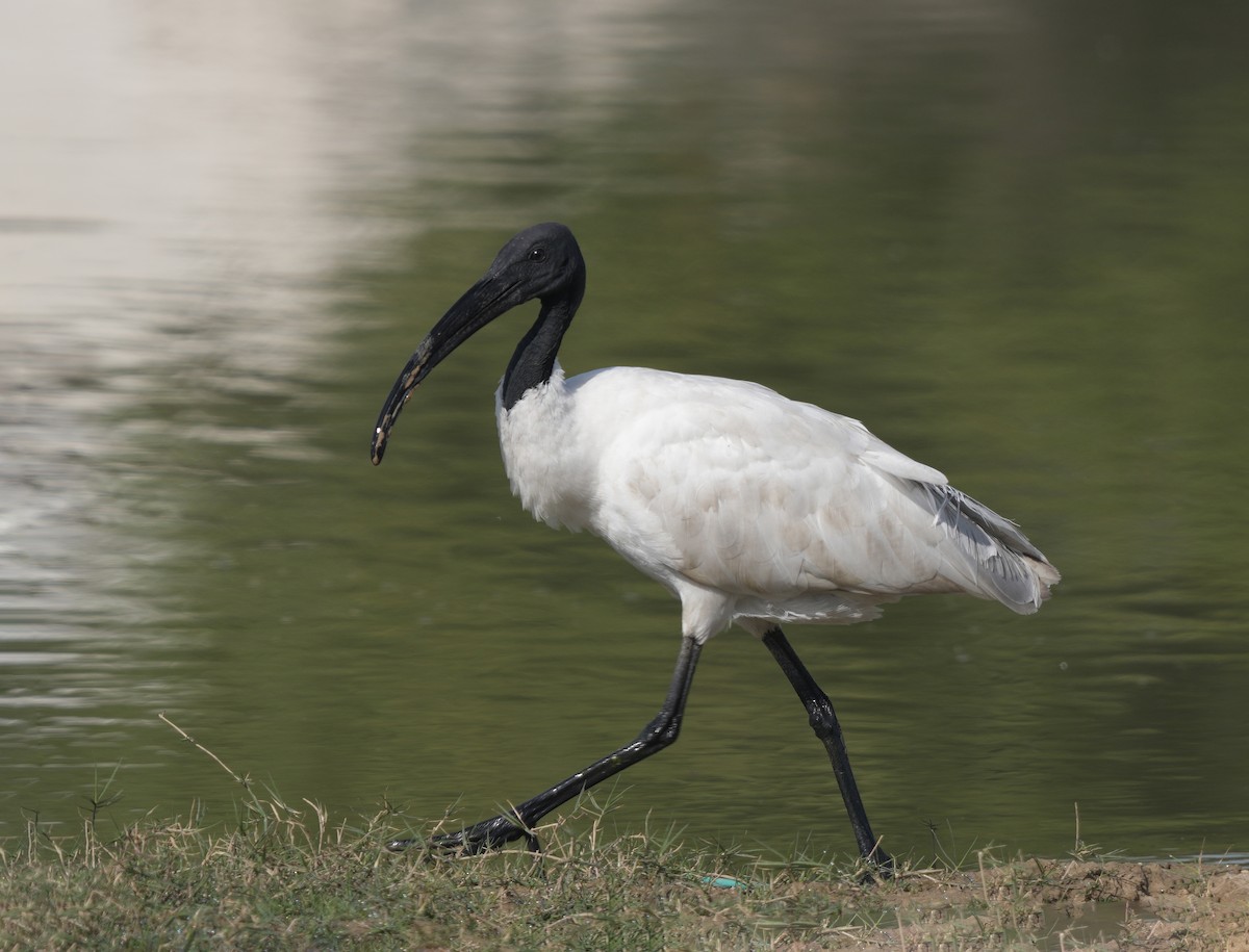 Black-headed Ibis - ML629253224