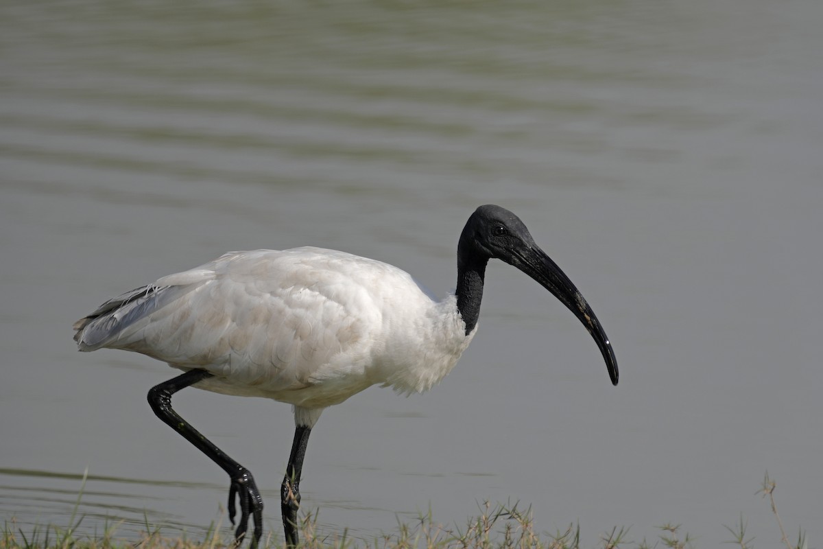 Black-headed Ibis - ML629253225