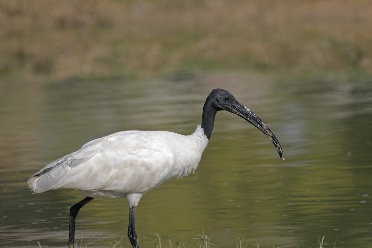 Black-headed Ibis - ML629253226