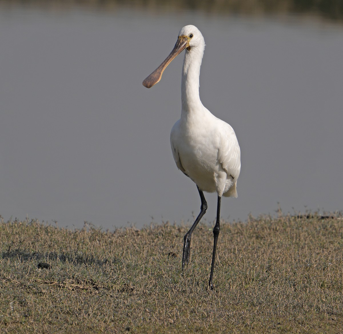Eurasian Spoonbill - ML629253254