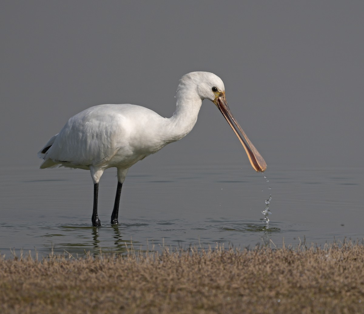 Eurasian Spoonbill - ML629253255