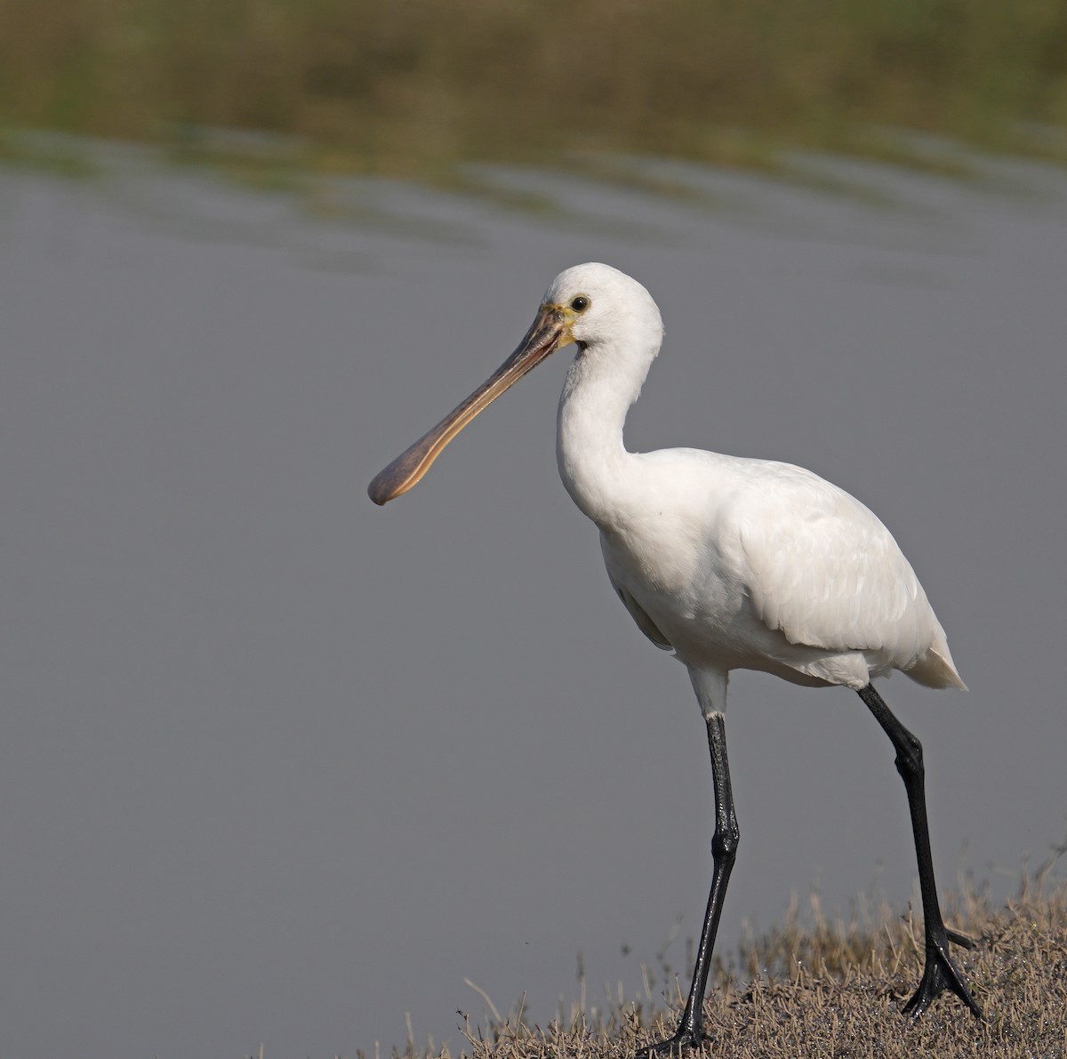 Eurasian Spoonbill - ML629253257