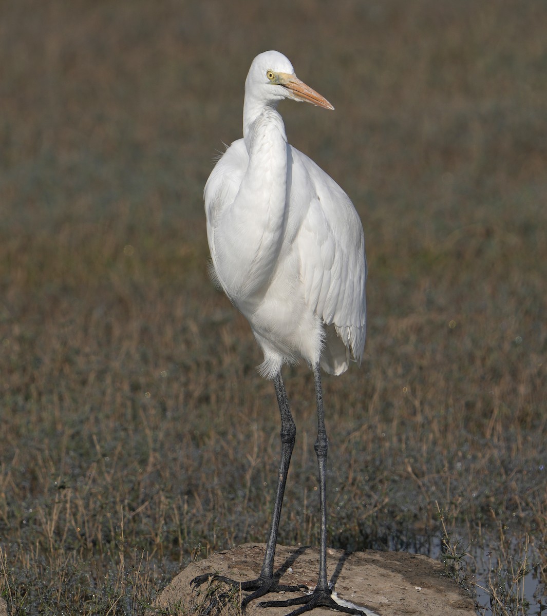 Great Egret - ML629253267