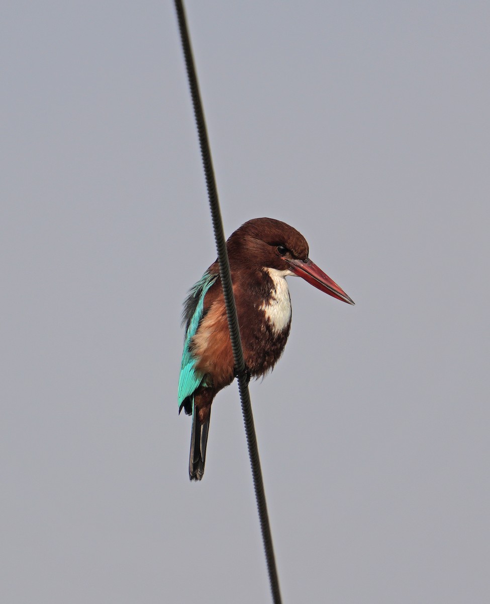 White-throated Kingfisher - ML629253279