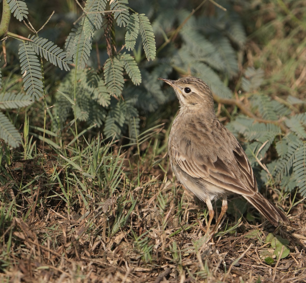 Paddyfield Pipit - ML629253308