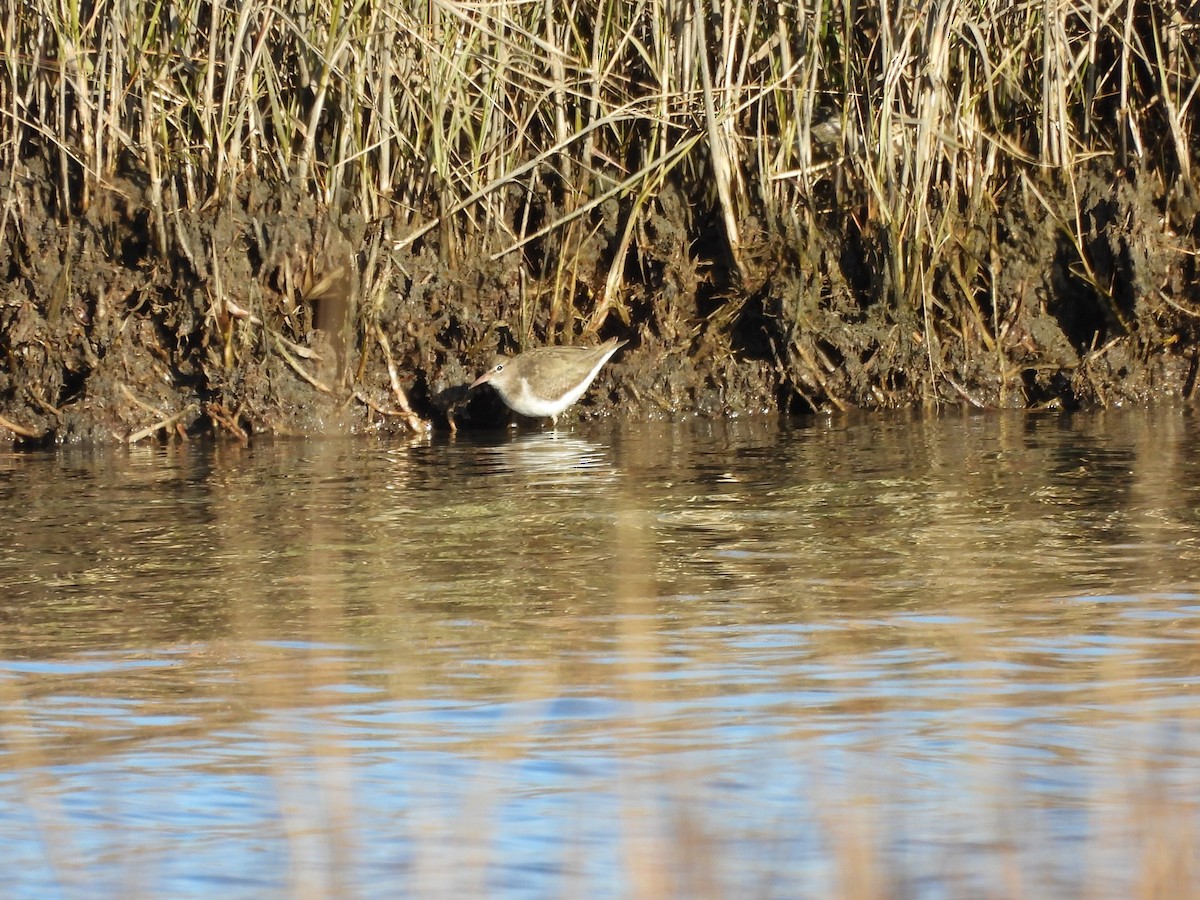Spotted Sandpiper - ML629253384