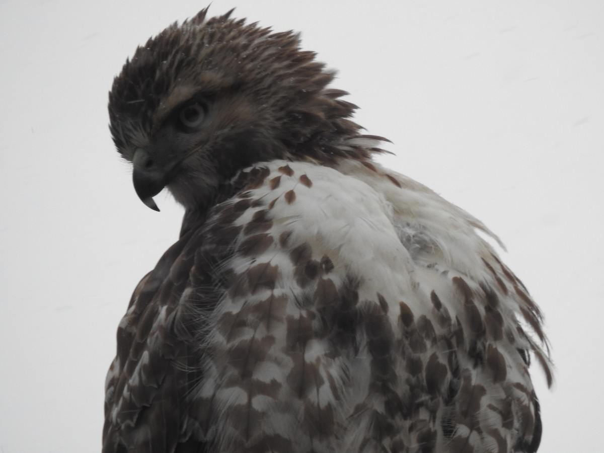 Red-tailed Hawk - ML629253537
