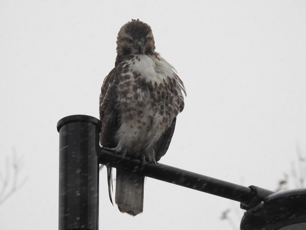 Red-tailed Hawk - ML629253548