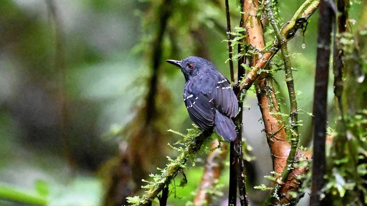 Esmeraldas Antbird - ML629253601