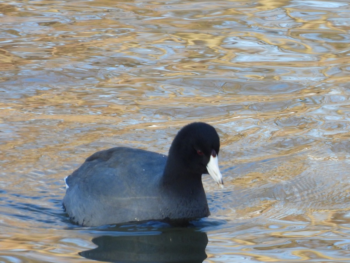American Coot - ML629253668