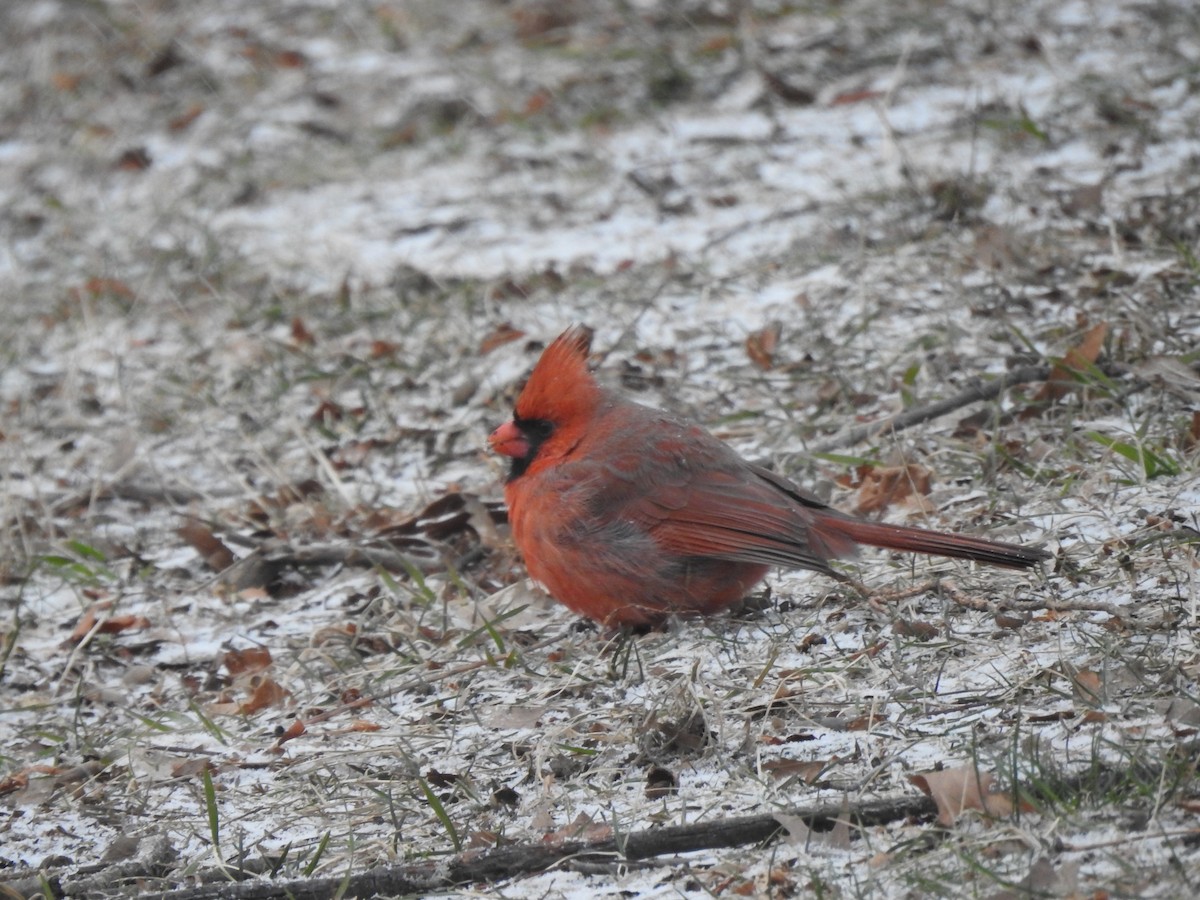 Northern Cardinal - ML629253689