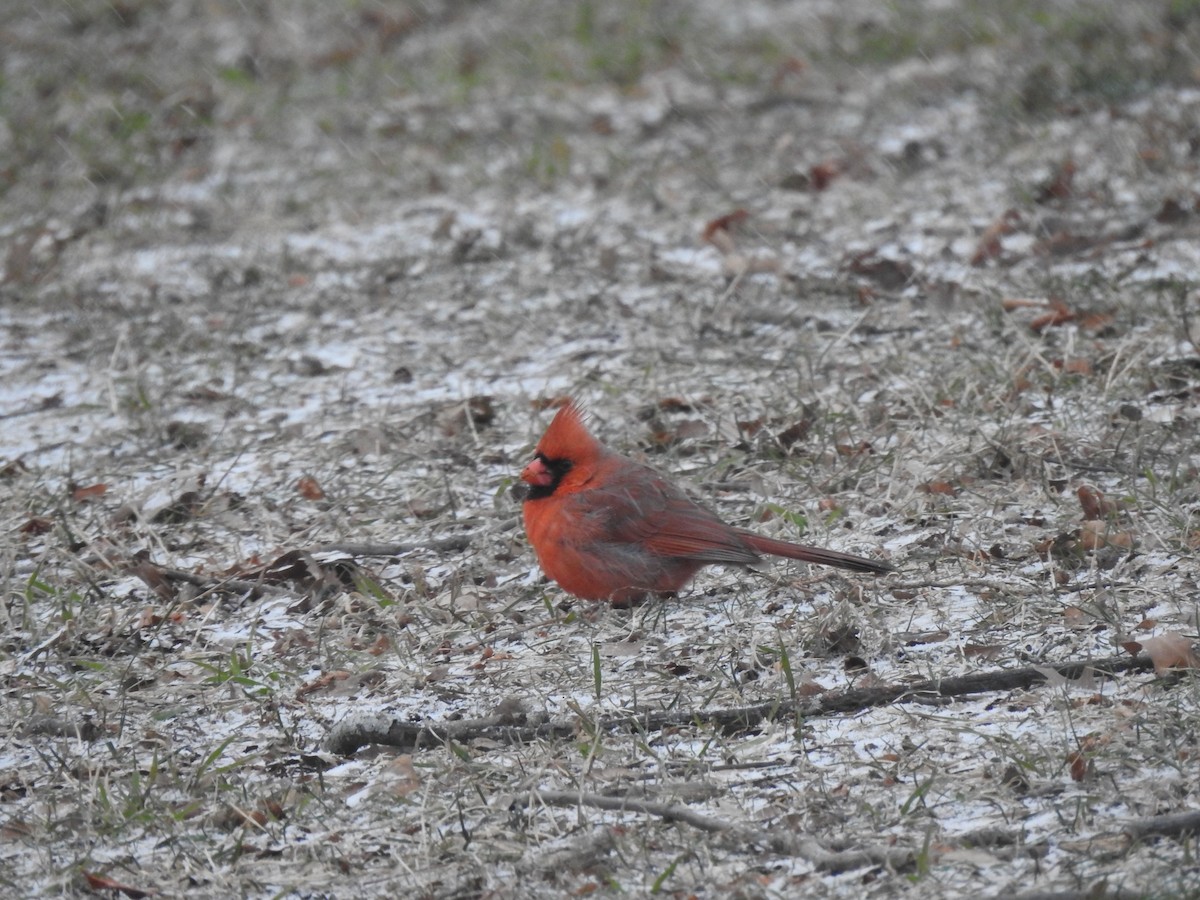 Northern Cardinal - ML629253709