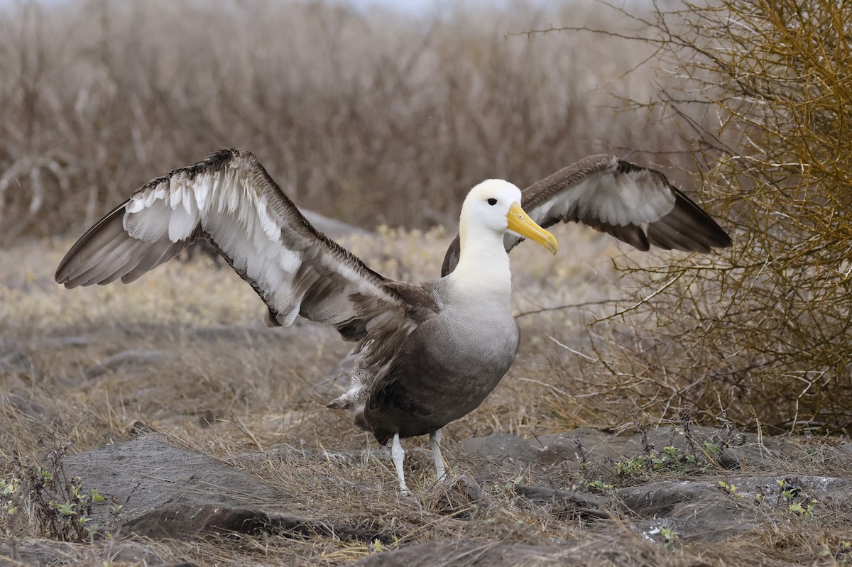 Waved Albatross - ML629253726