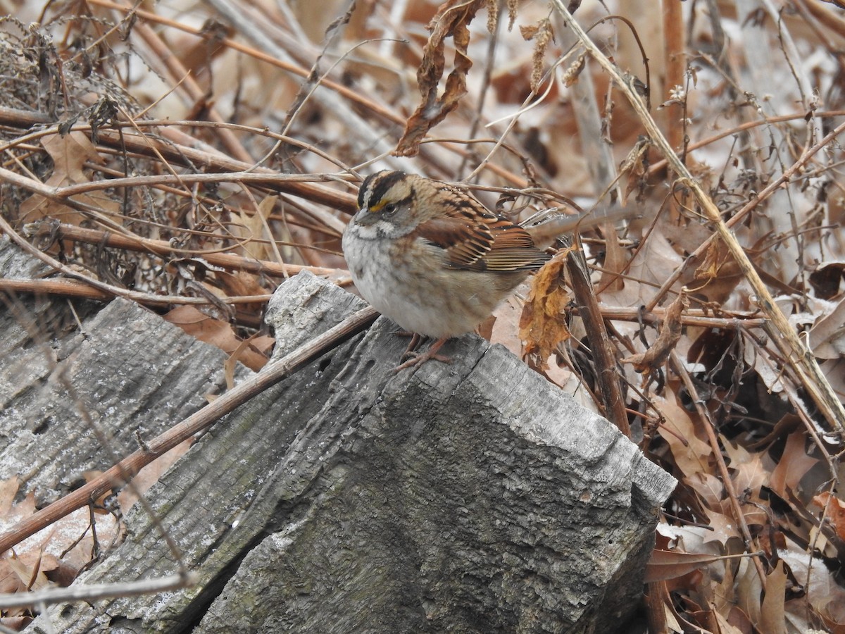 White-throated Sparrow - ML629253758