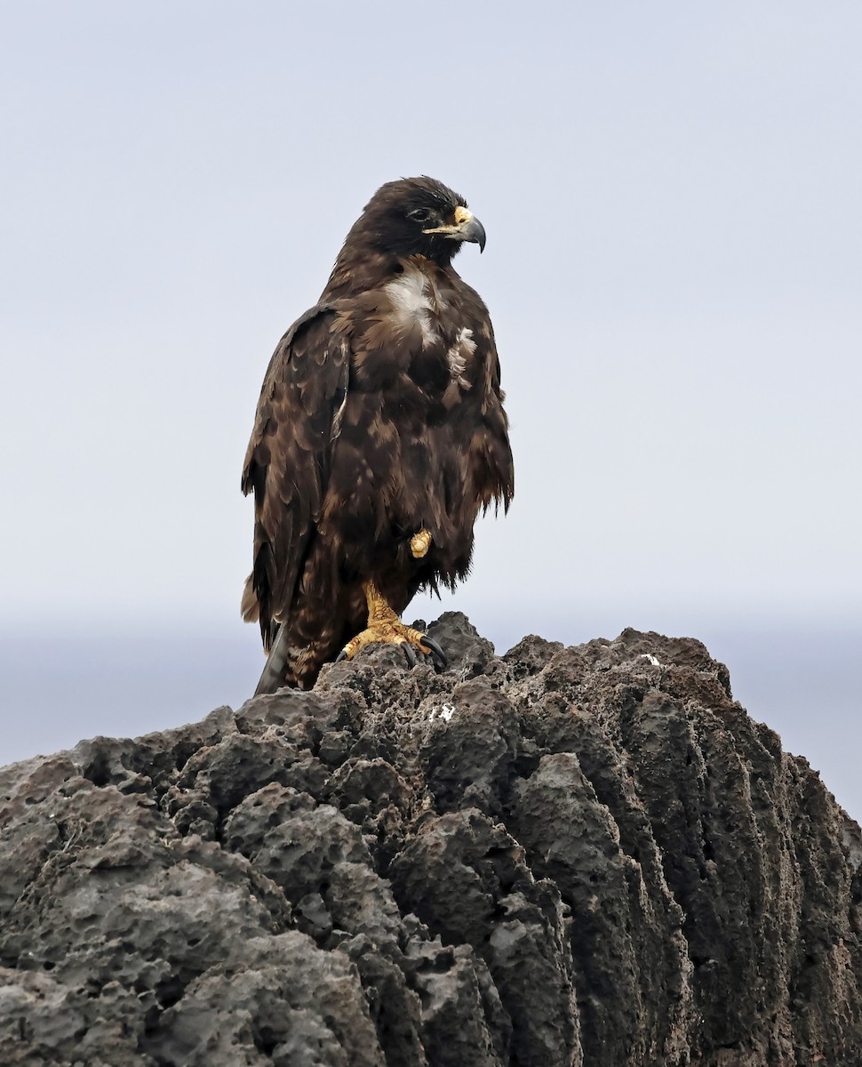 Galapagos Hawk - ML629253794