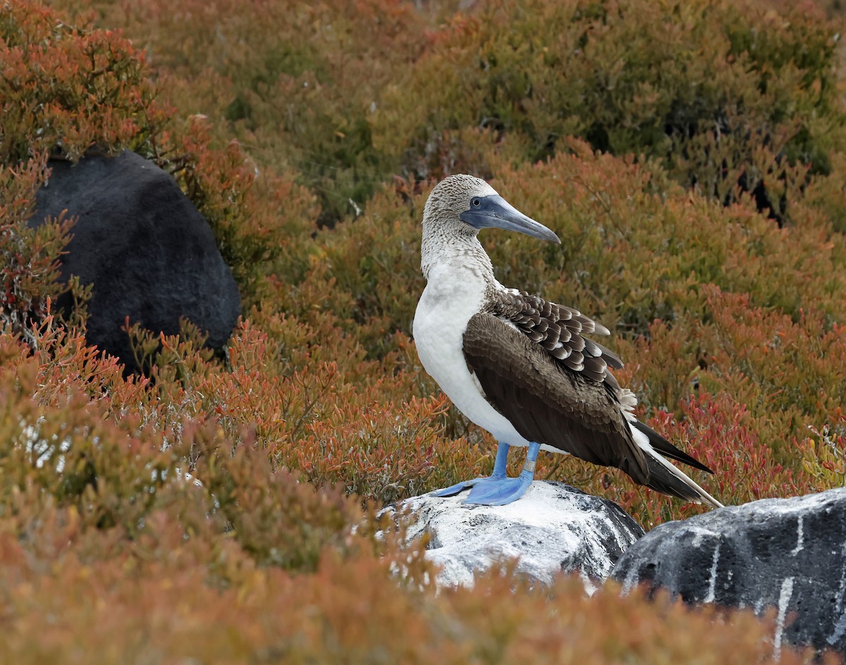 Blue-footed Booby - ML629253820