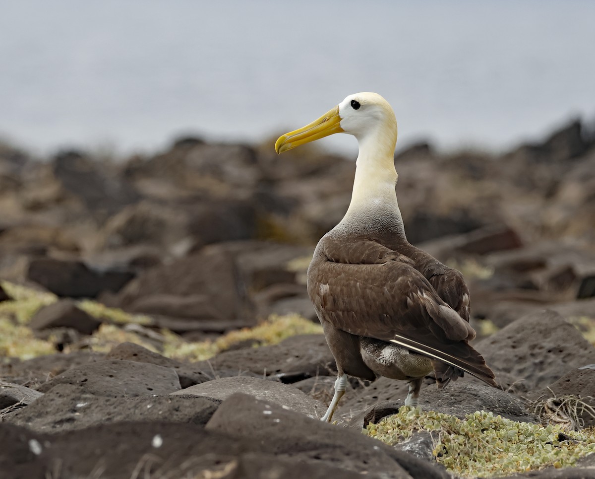 Waved Albatross - ML629253836