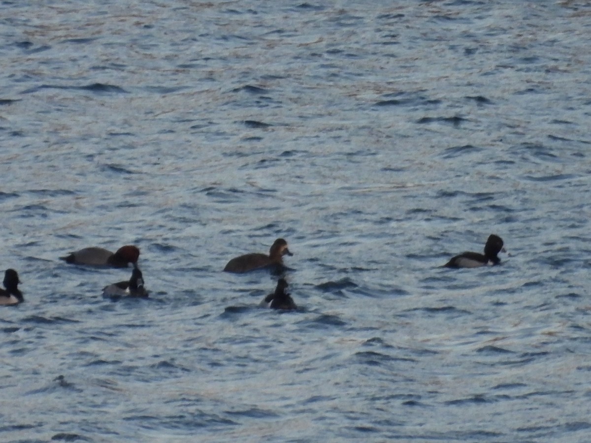 Ring-necked Duck - ML629253840