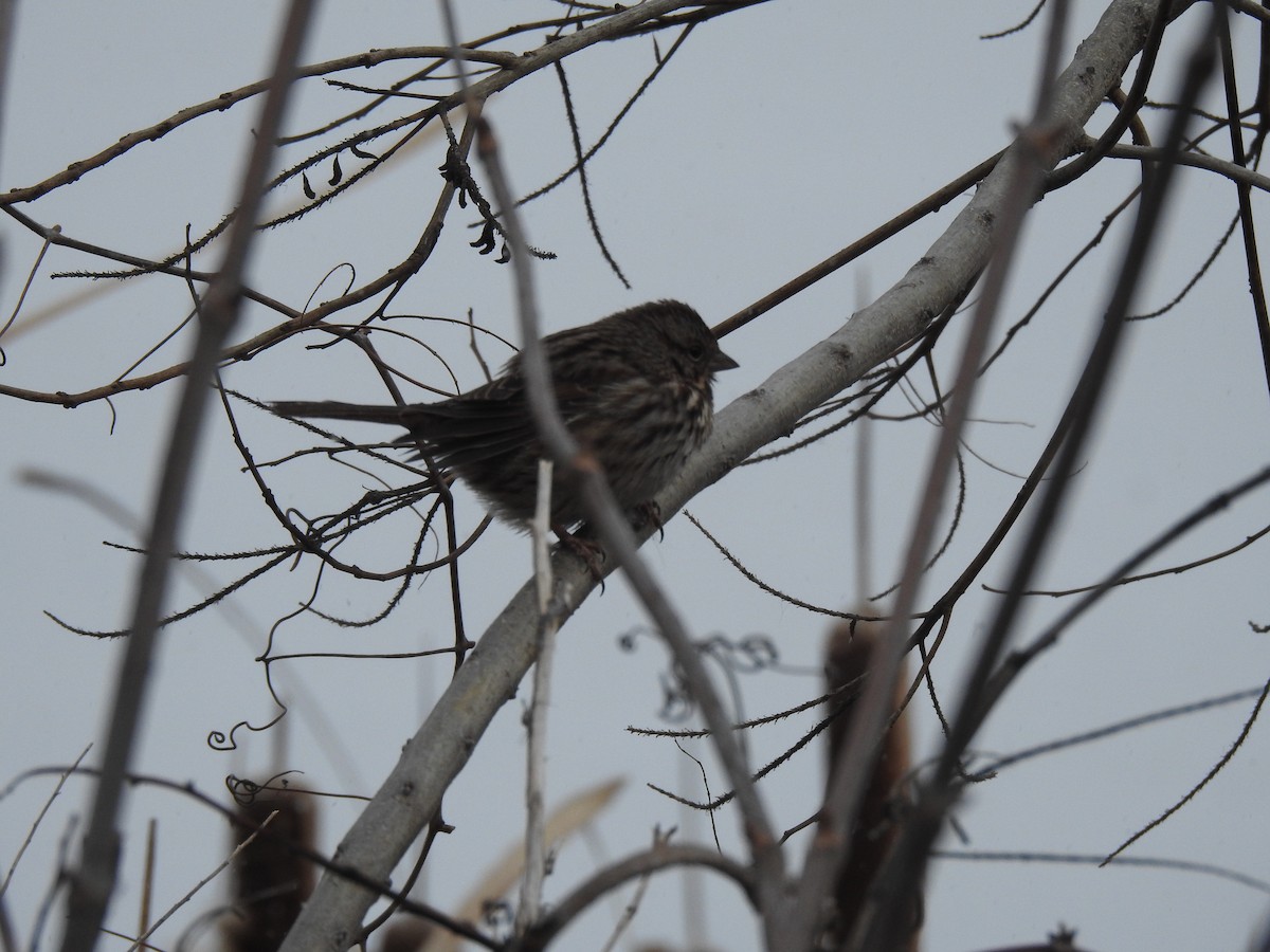 Song Sparrow - ML629253862