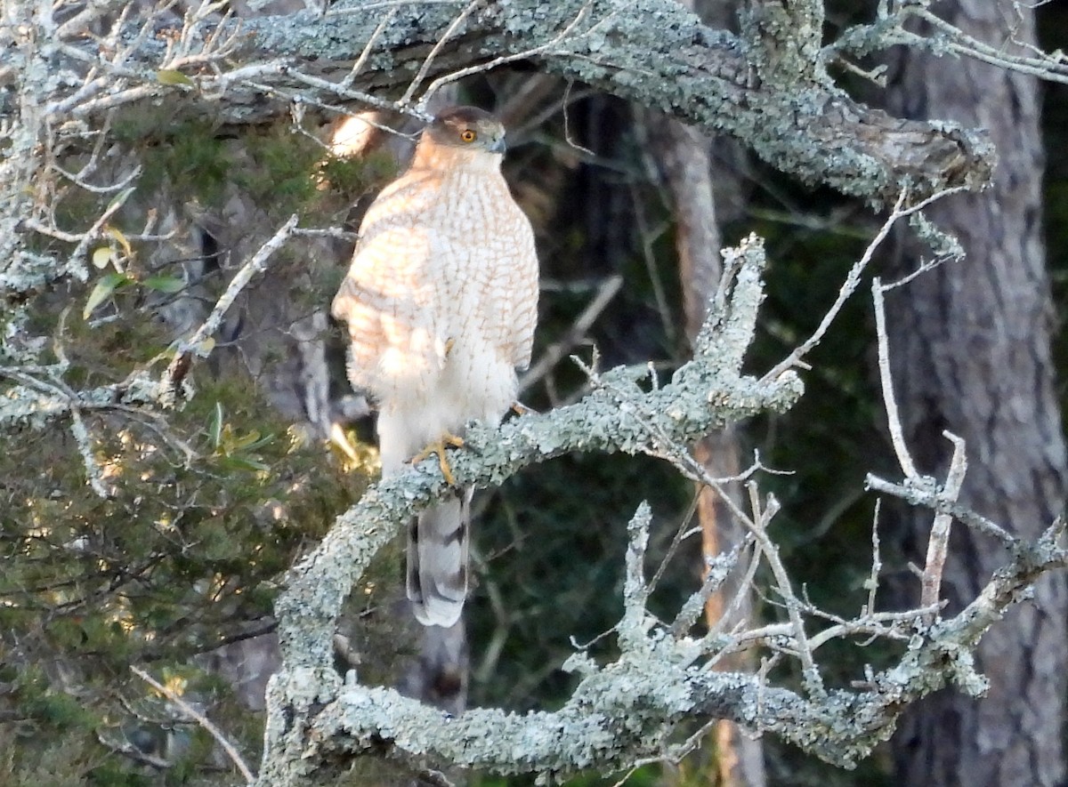 Cooper's Hawk - ML629253883