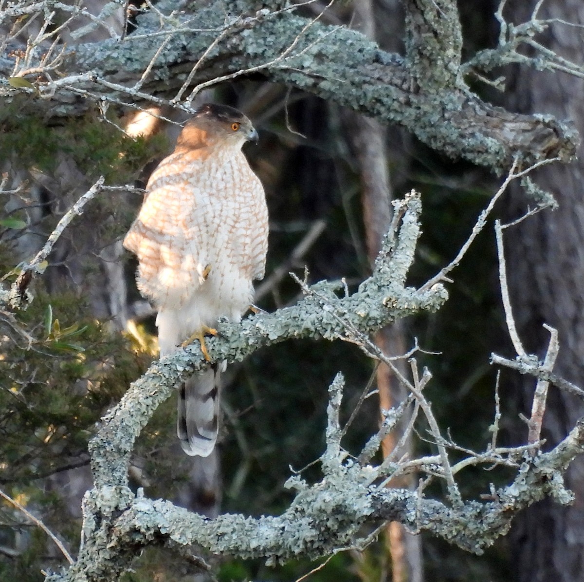 Cooper's Hawk - ML629253887