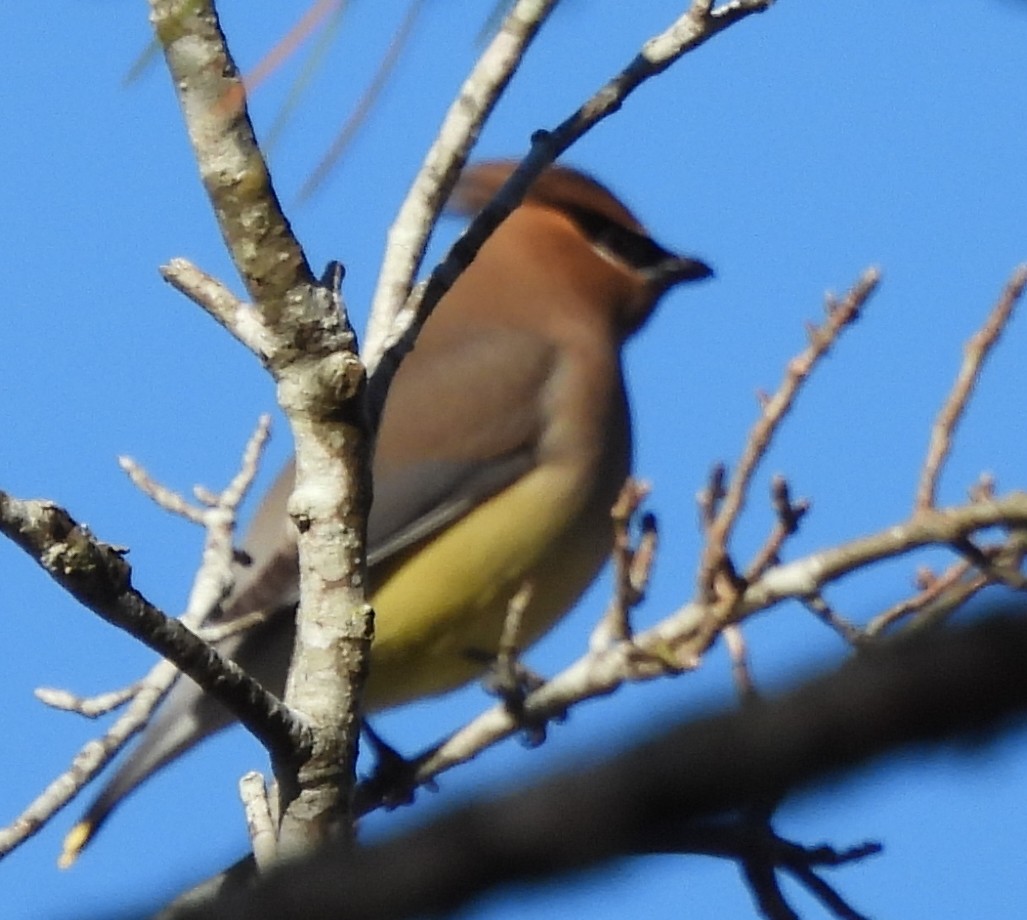 Cedar Waxwing - ML629253931