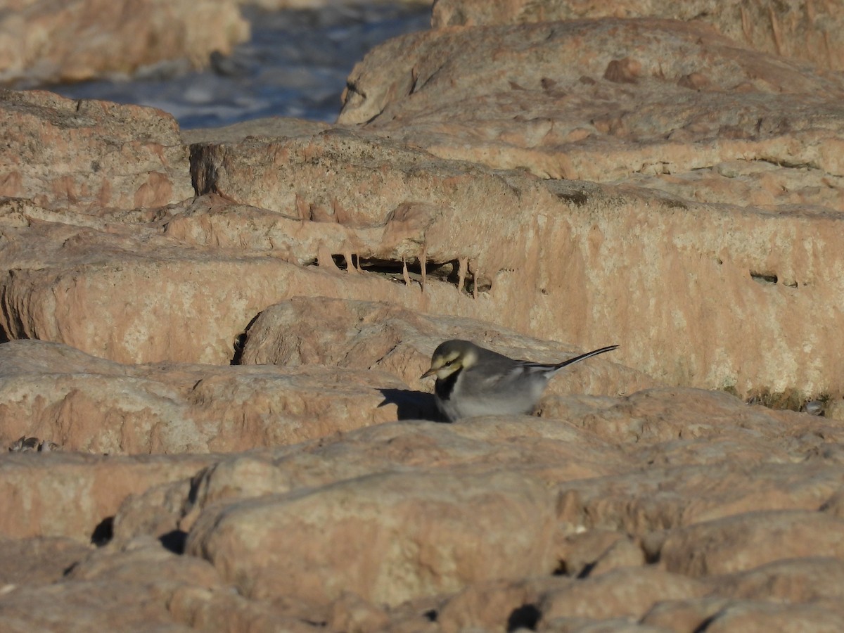 White Wagtail - ML629253936
