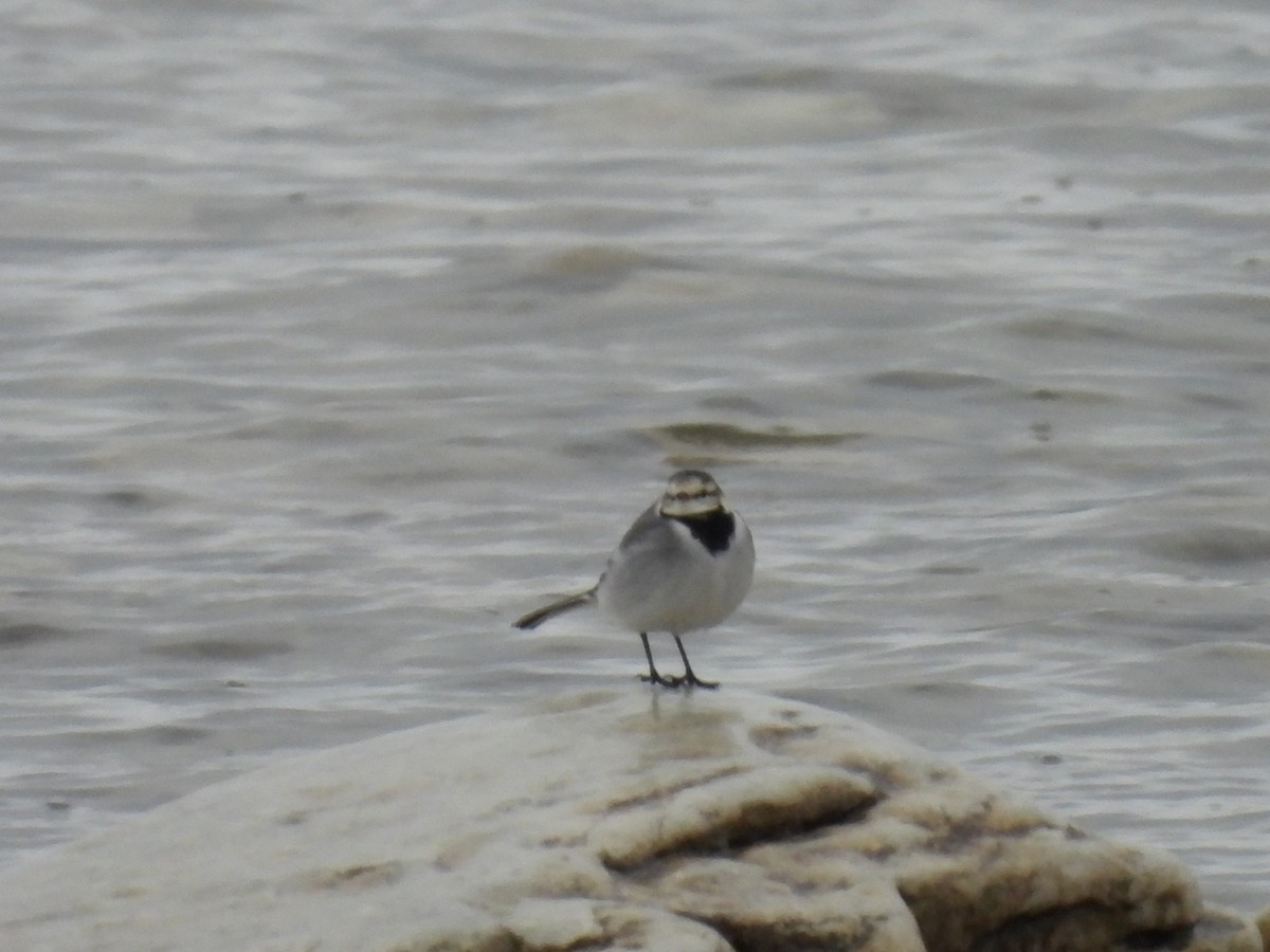 White Wagtail - ML629254034