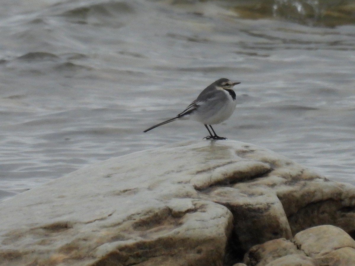 White Wagtail - ML629254035