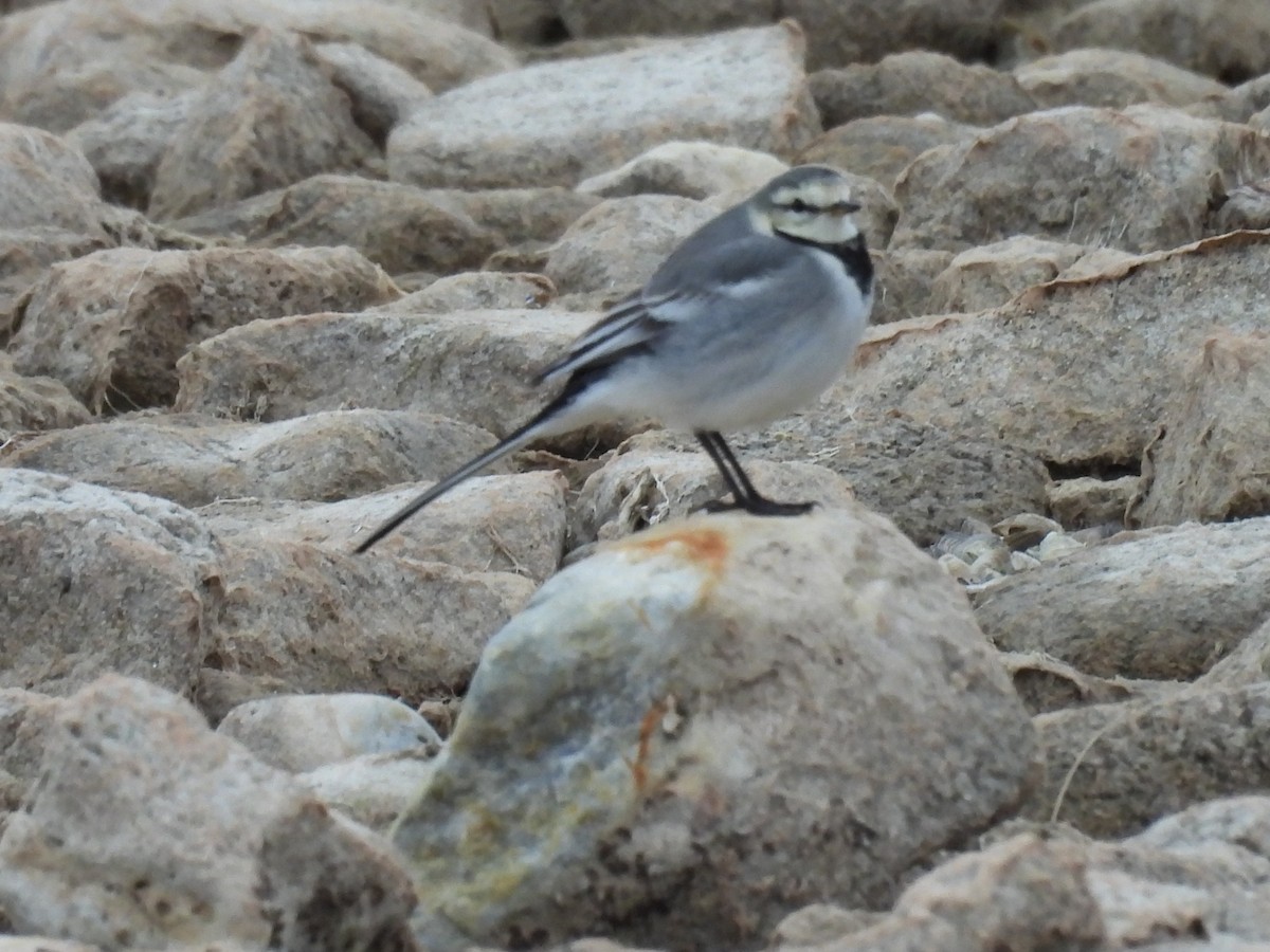 White Wagtail - ML629254036