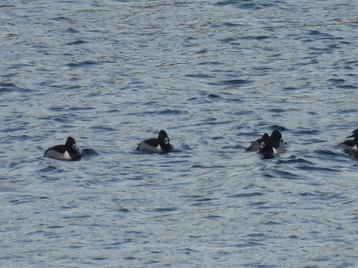 Ring-necked Duck - ML629254092