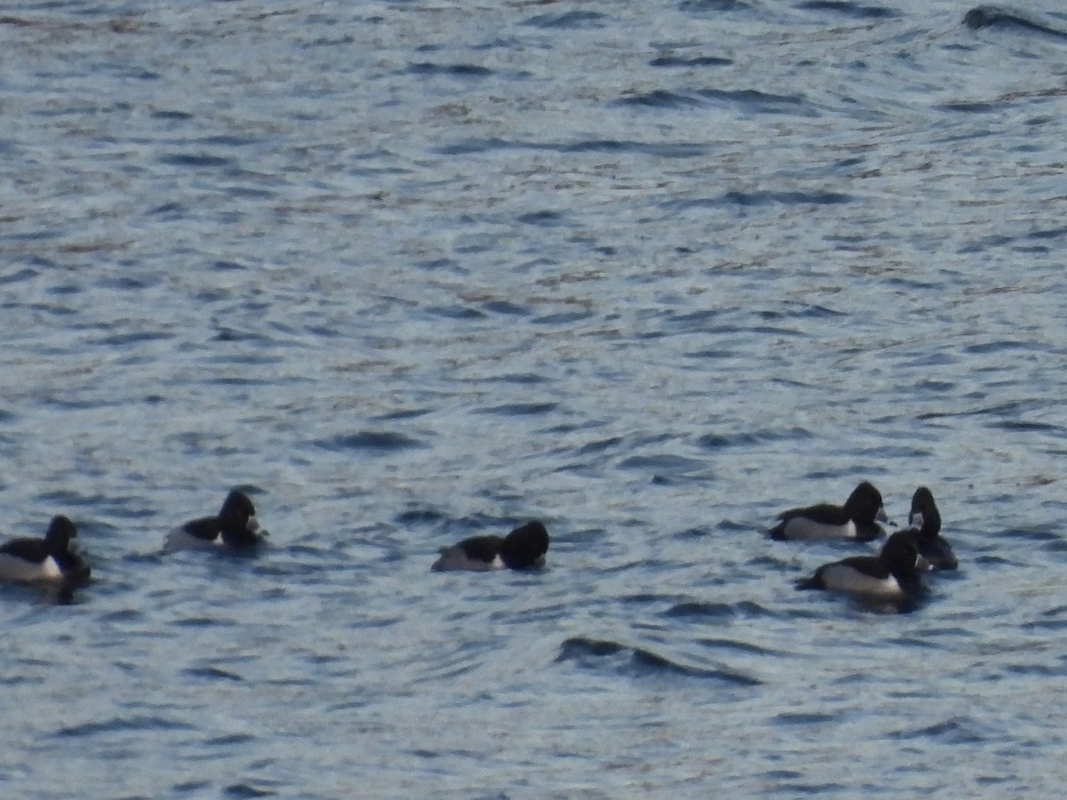 Ring-necked Duck - ML629254093