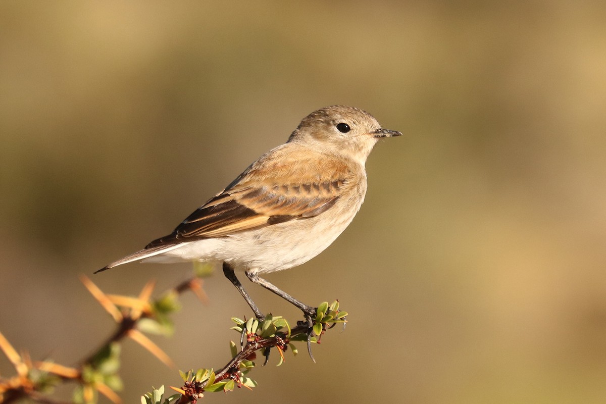Austral Negrito - ML629254147