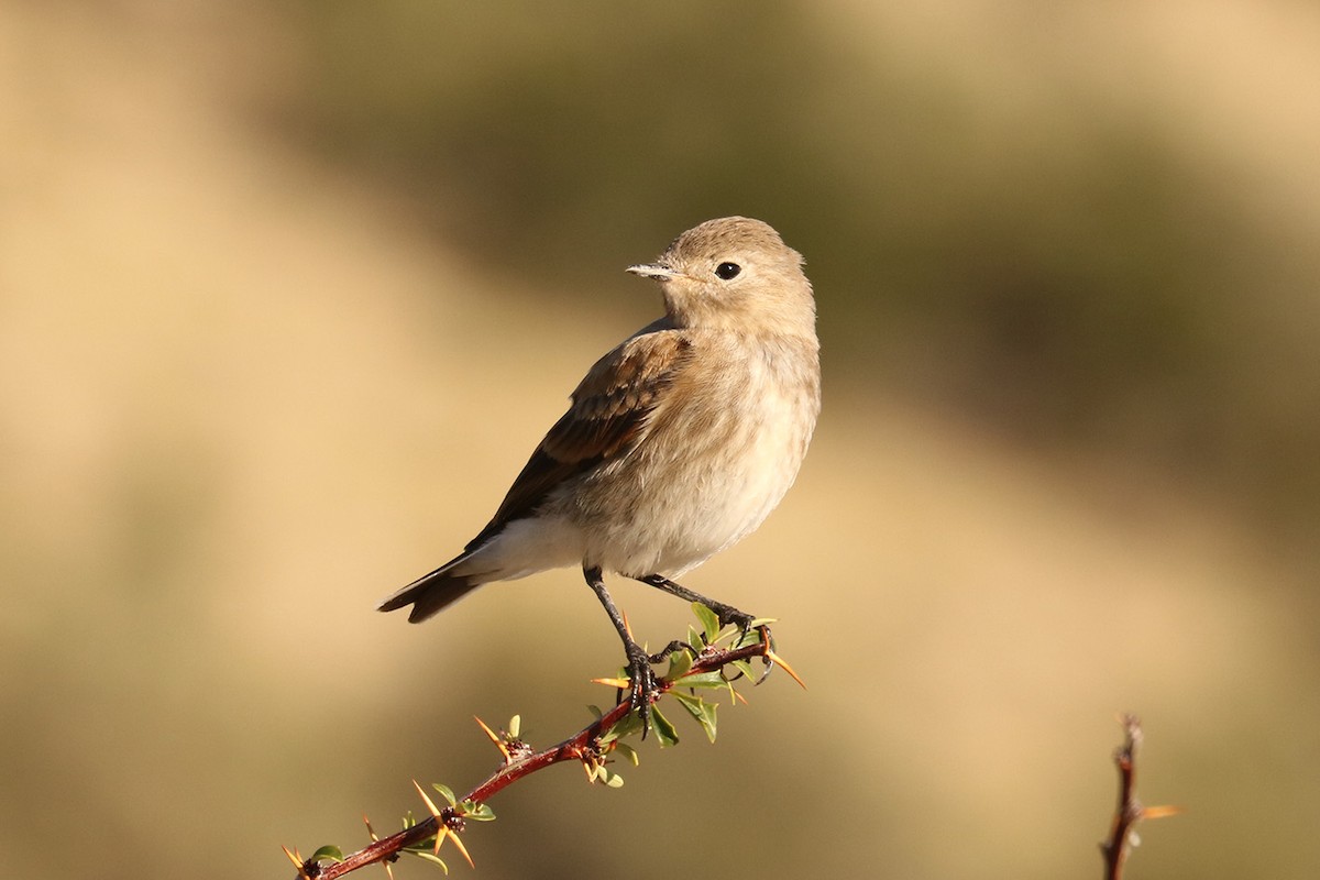 Austral Negrito - ML629254157