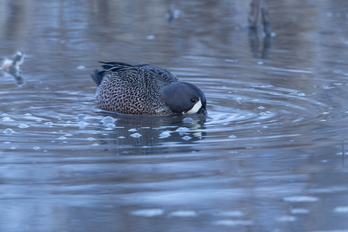 Blue-winged Teal - ML629254188